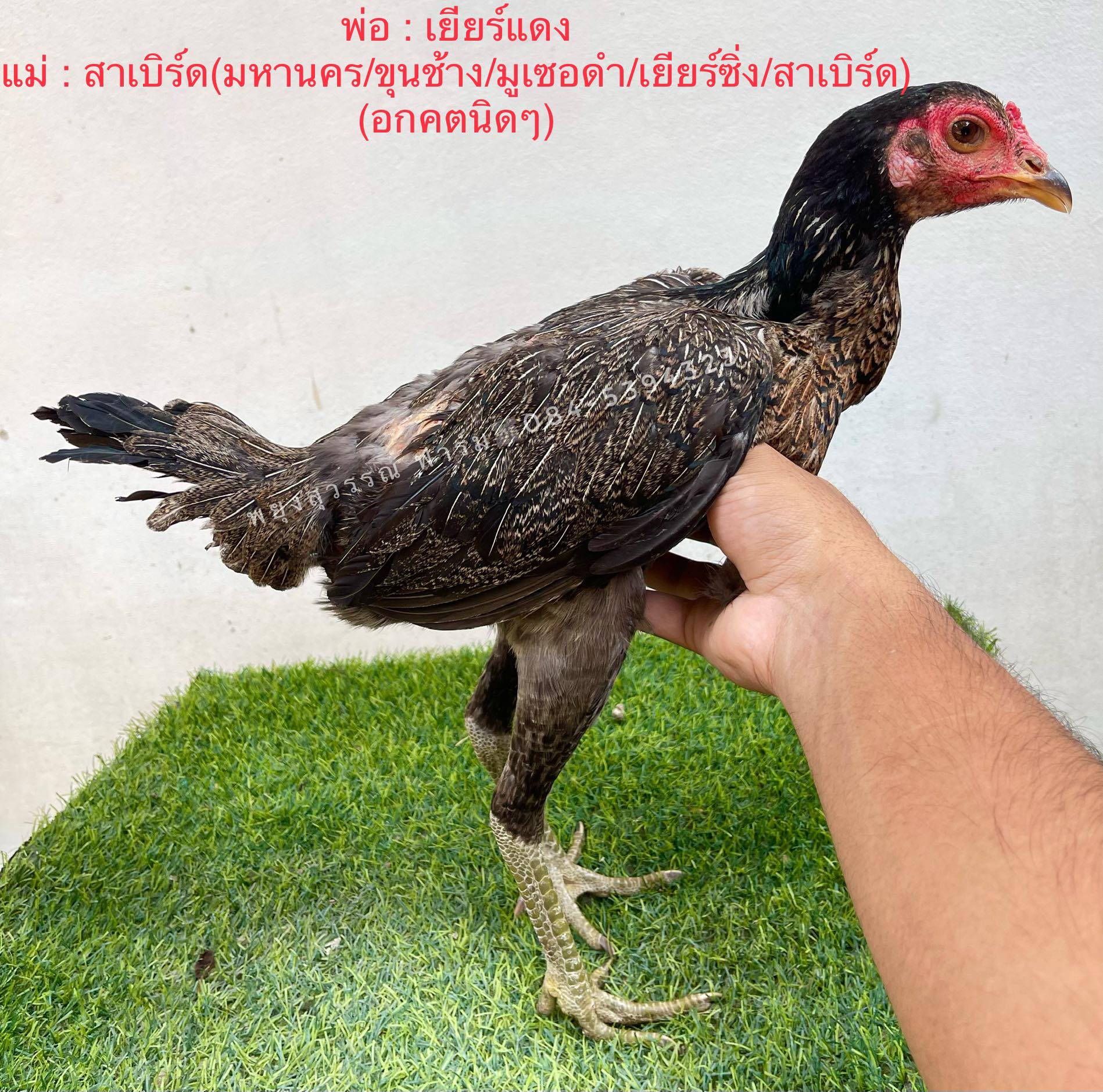 ไก่สาวพม่าม้าล่อสายเลือดดี ราคา 500 บาท พร้อมไข่