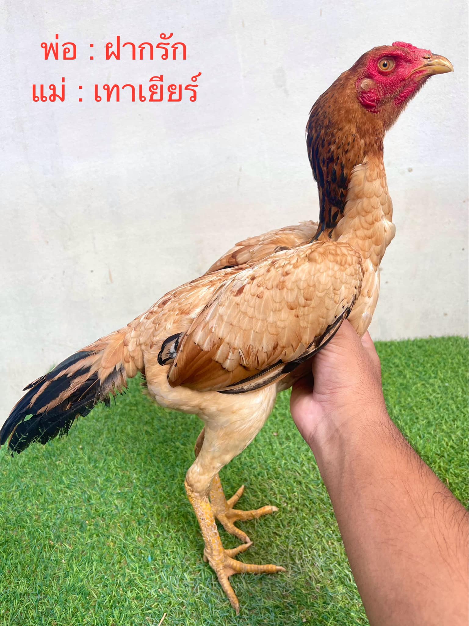 ไก่สาวป่าก๋อยสีพม่าเกรดแม่พันธุ์ ชนสนิทกัดเยอะทุบบ่าทุบหลัง ปากไวแข้งดี ตัวที่2