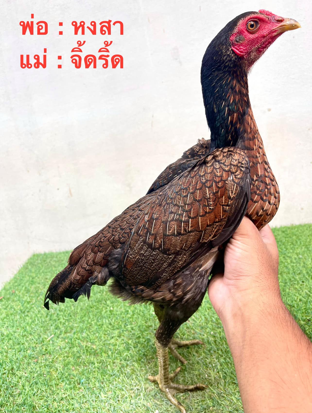 ไก่สาวพม่ารำวงแผลคม สายเลือดดีเกรดต่อยอด ตัวที่1