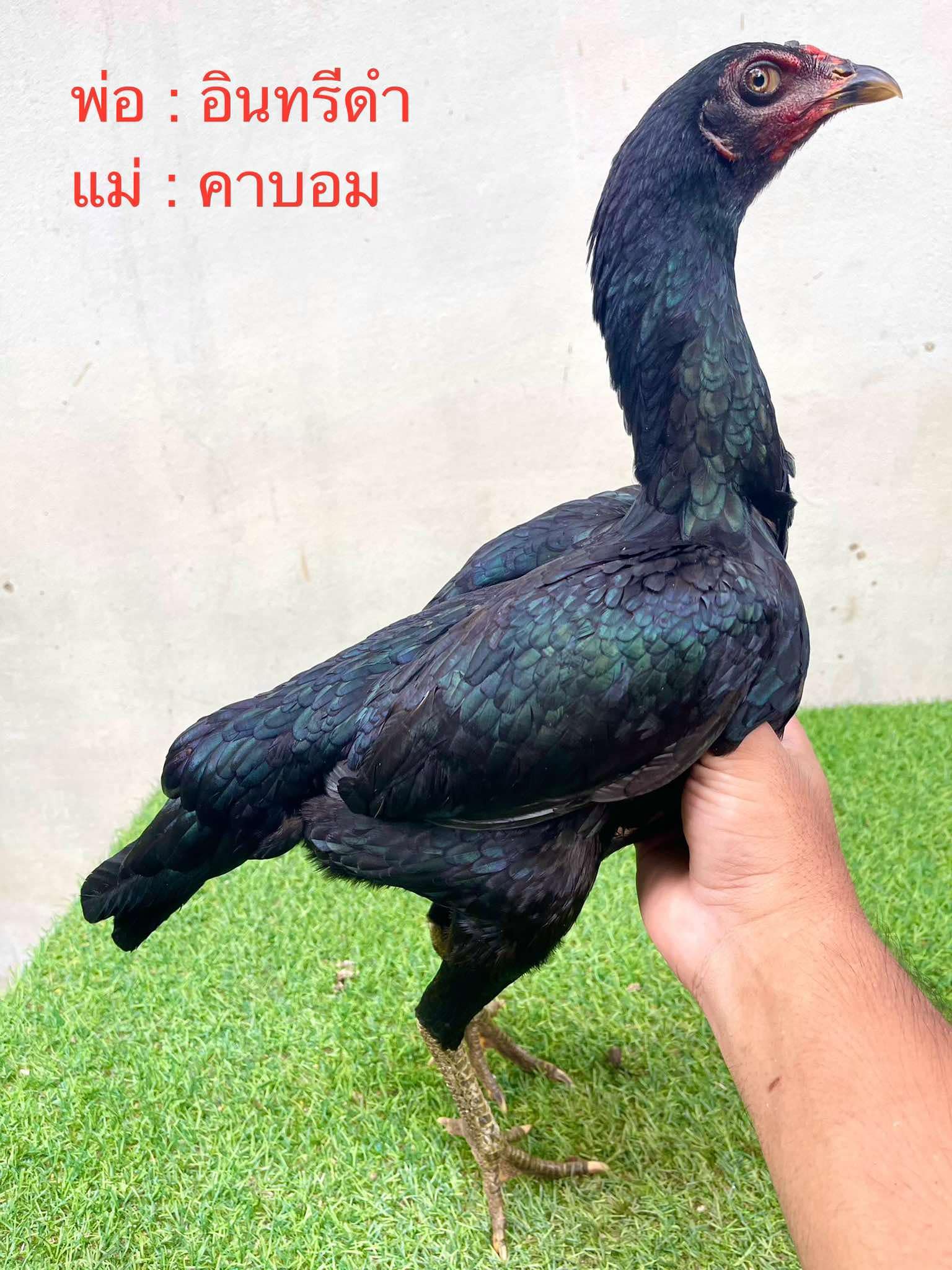 ไก่สาวป่าก๋อยเกรดทำแม่พันธุ์กัดเยอะทุบหนักๆปากไวมีสโล่หลัง ตัวที่1