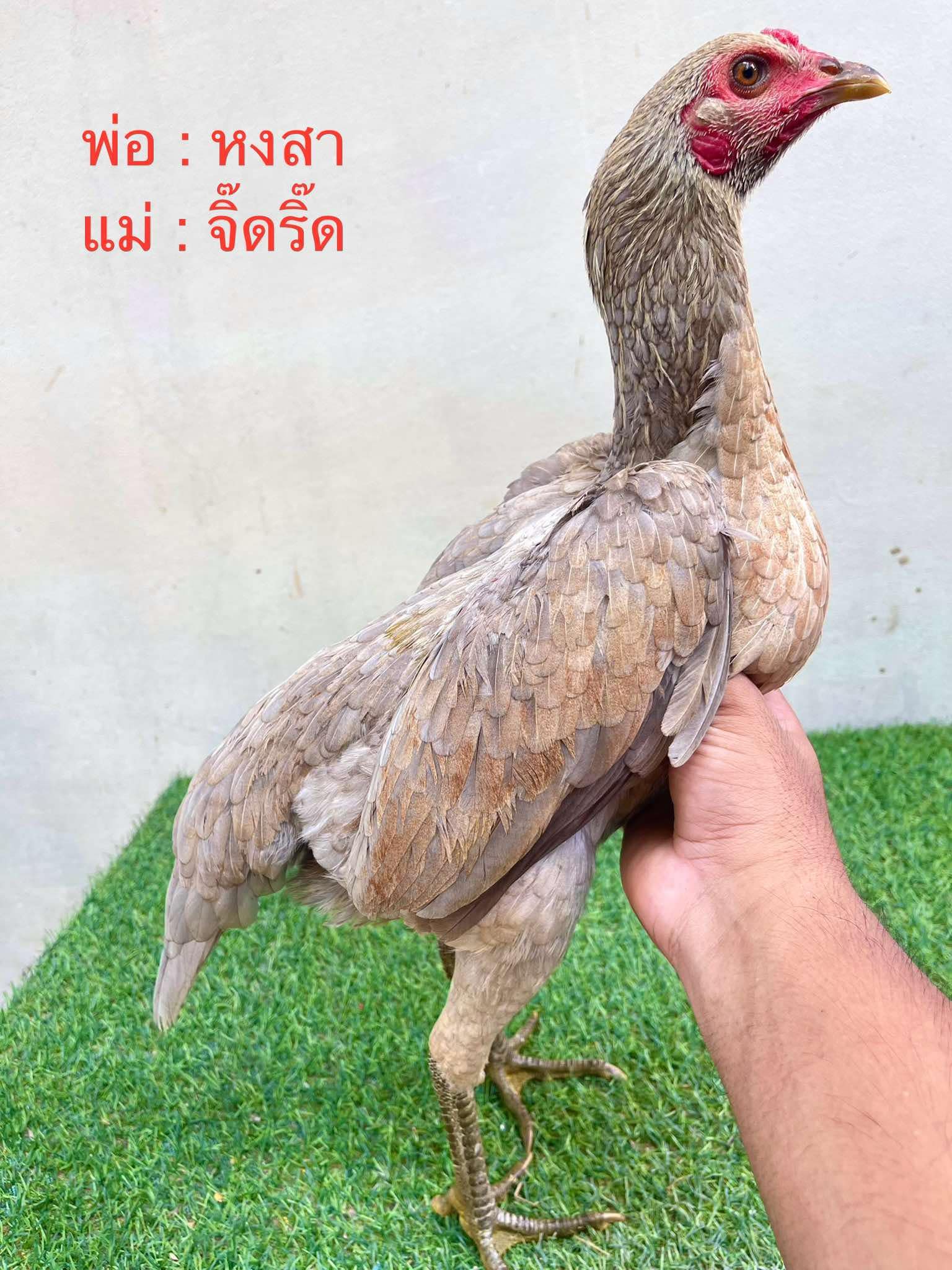 ไก่สาวพม่ารำวงสายแข้งหน้า ปากไวๆแผลคมๆเกรดทำสายต่อยอด