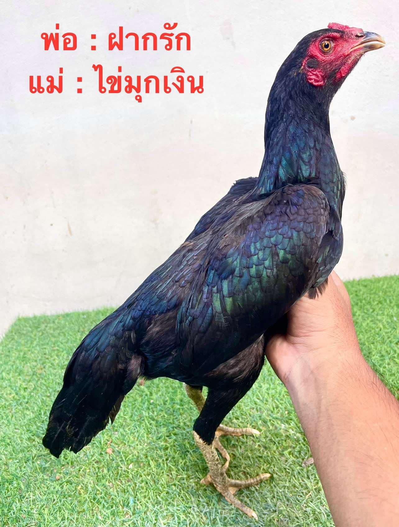 ไก่สาวป่าก๋อยสายเลือดดี กัดเยอะแข้งลึกสโล่ดี เบอร์แข้งรุนแรง