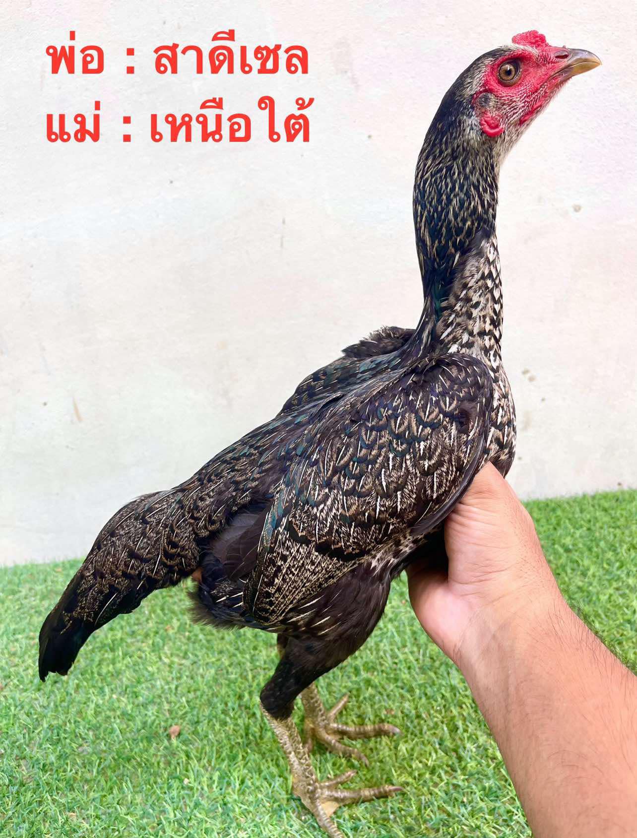 ไก่สาวพม่าม้าล่อสายเลือดมหานคร/สายโกเซ้มสายเก่าบวกสายเหนือ เกรดแม่พันธุ์