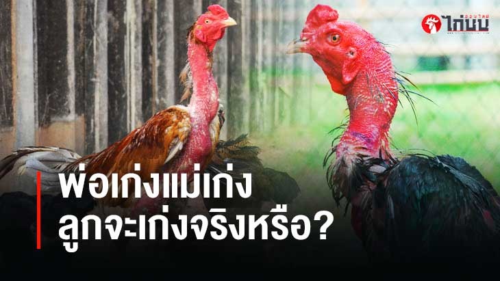 พ่อเก่งแม่เก่ง ลูกจะเก่งจริงหรือ? ไขความลับการถ่ายทอดสายพันธุ์ไก่ชน		
			         		
			         