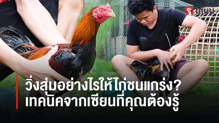 วิ่งสุ่มอย่างไรให้ไก่ชนแกร่ง? เทคนิคจากเซียนที่คุณต้องรู้		
			         