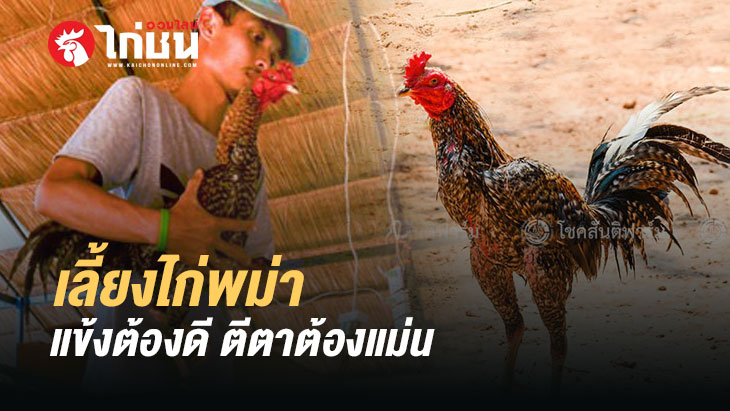 การพัฒนาสายพันธ์ไก่พม่าเพื่อออกชนจริง สำหรับมือใหม่หัดเลี้ยงไก่ชน